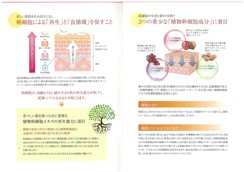 成長・再生の要になる植物幹細胞について